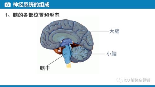神經(jīng)系統(tǒng)的監(jiān)測與管理在肝癌診療中的新視野——兼論血漿microRNA標志物檢測報告系統(tǒng)的整合應(yīng)用